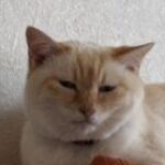 オトハ のプロフィール写真